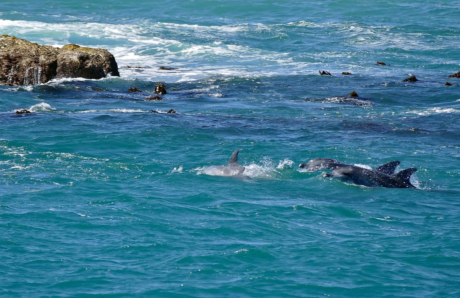 Two Indo-Pacific bottlenose dolphins surfacing in blue water