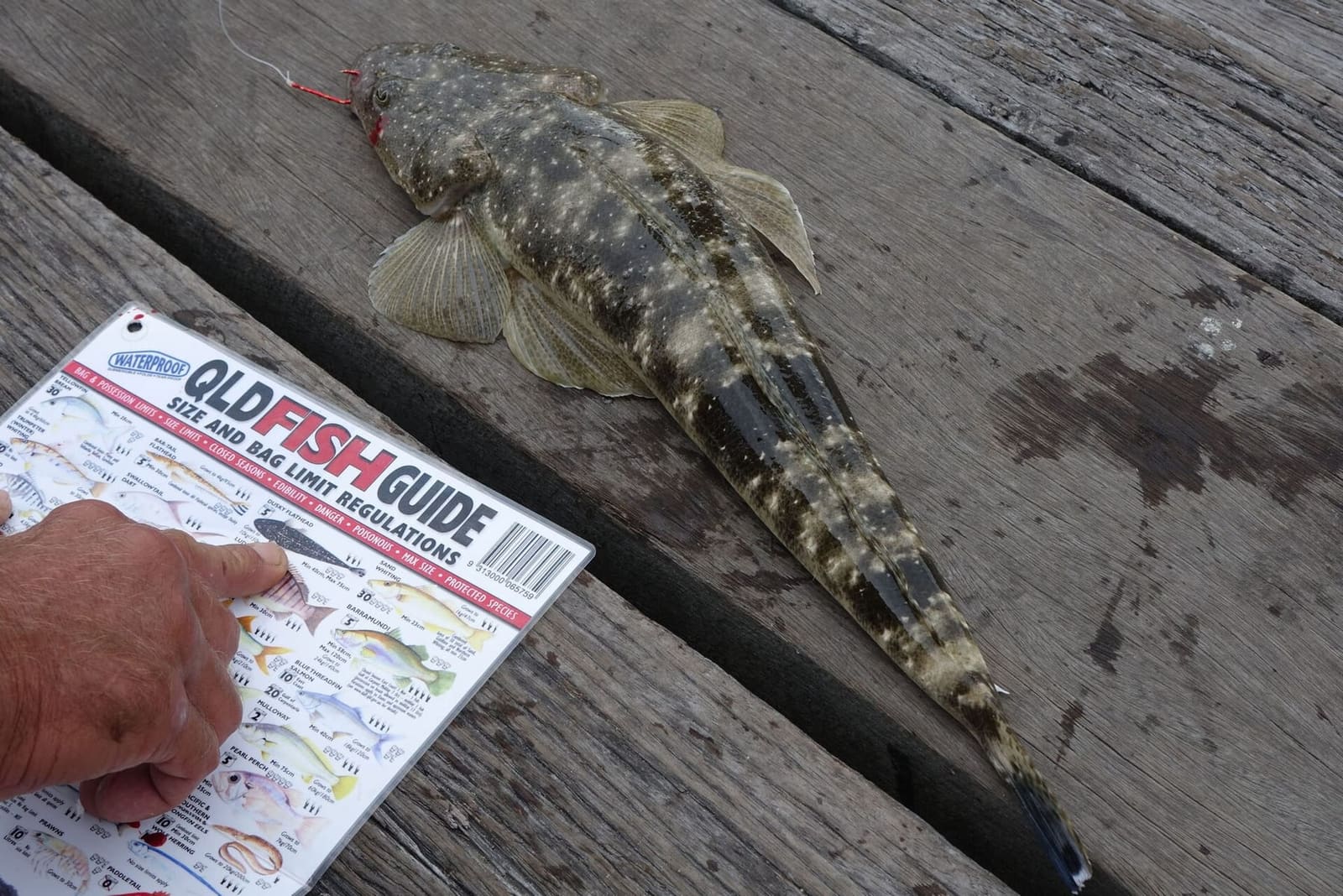 A dusky flathead on a boat deck next to a Queensland fish-size guide