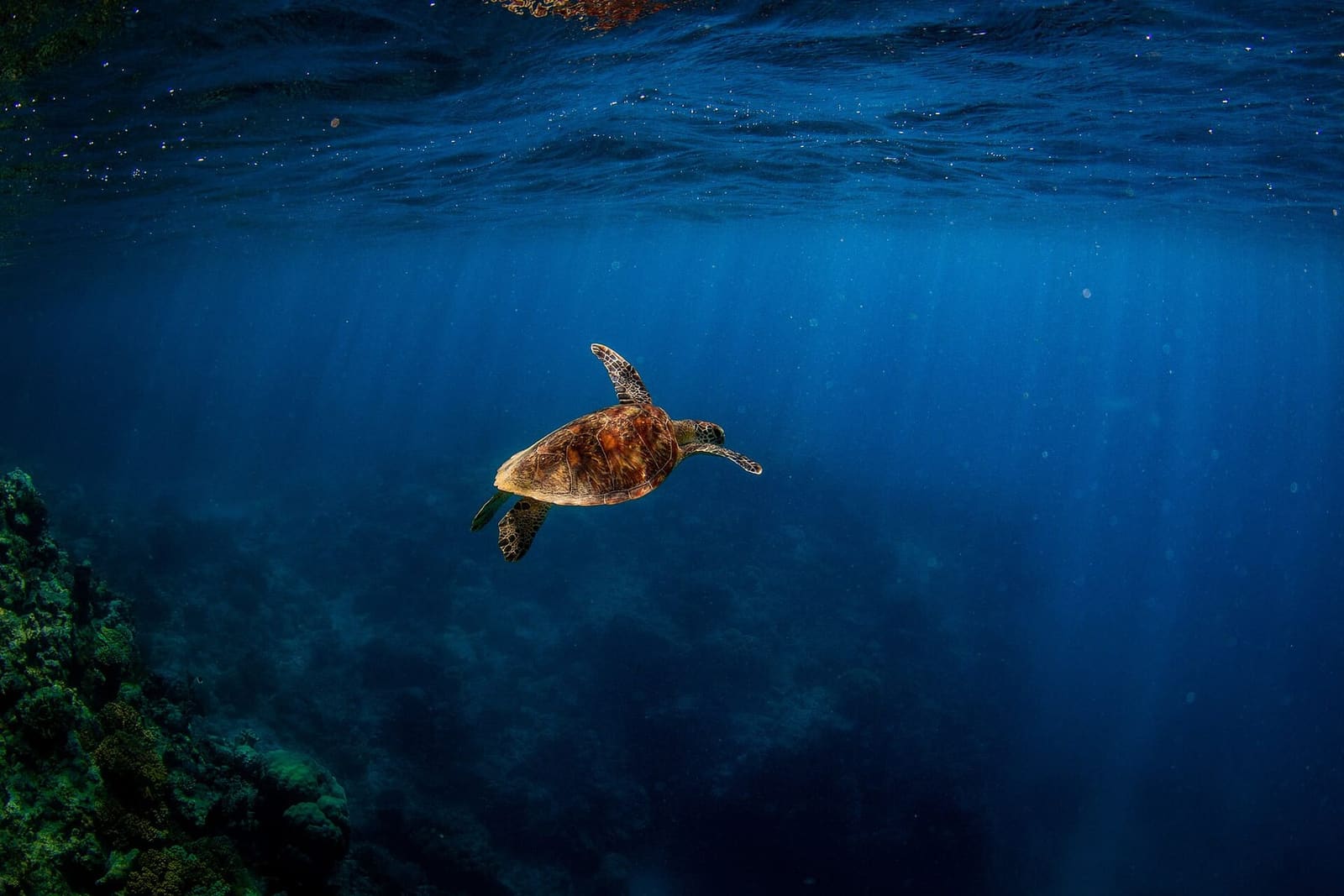 A green turtle swimming up through deep blue water