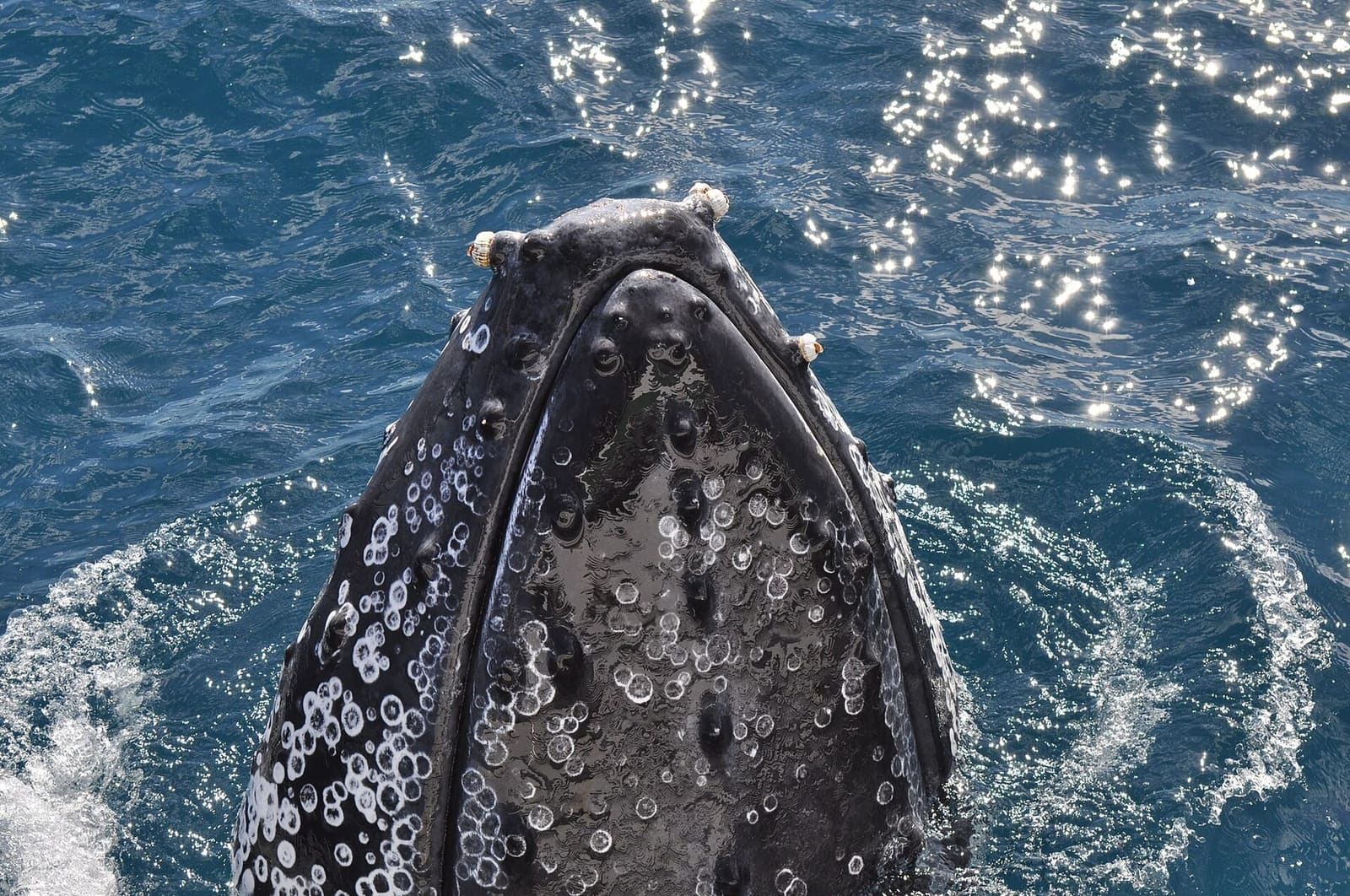 Close-up of a humpback's barnacled head breaking the surface