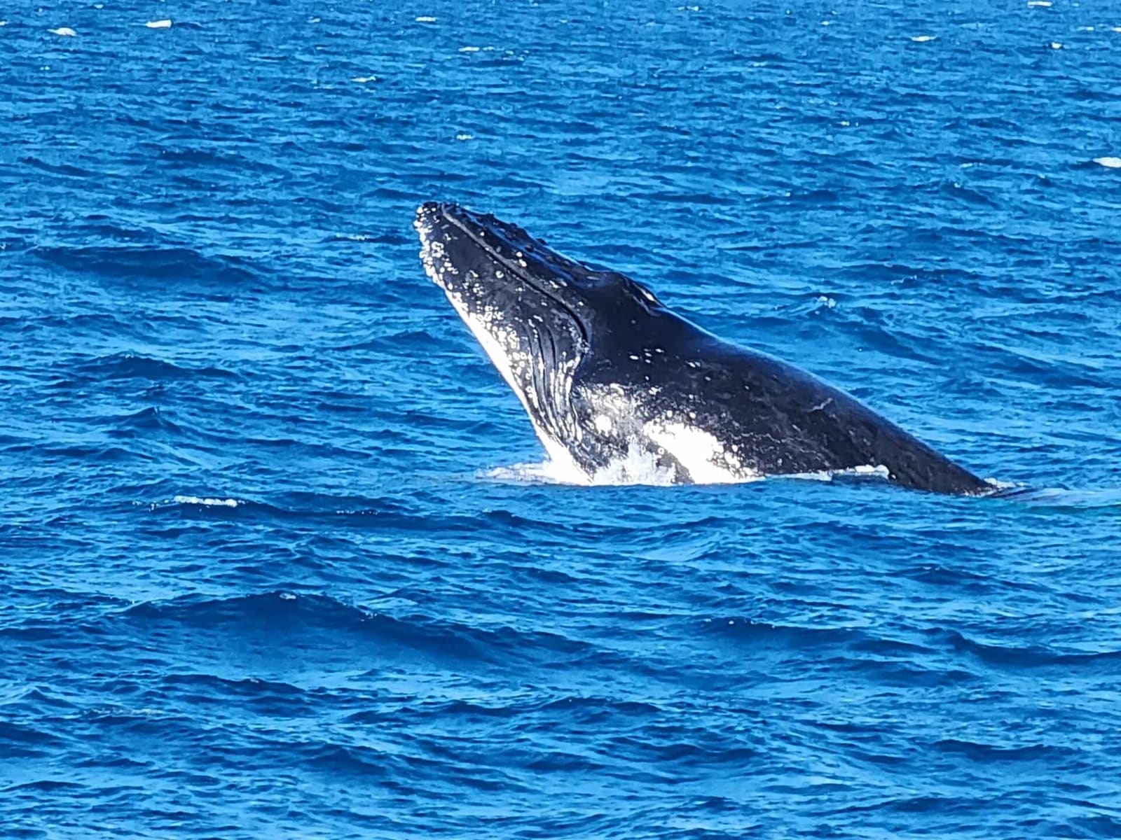 A humpback whale half out of the water in a breach, deep blue water