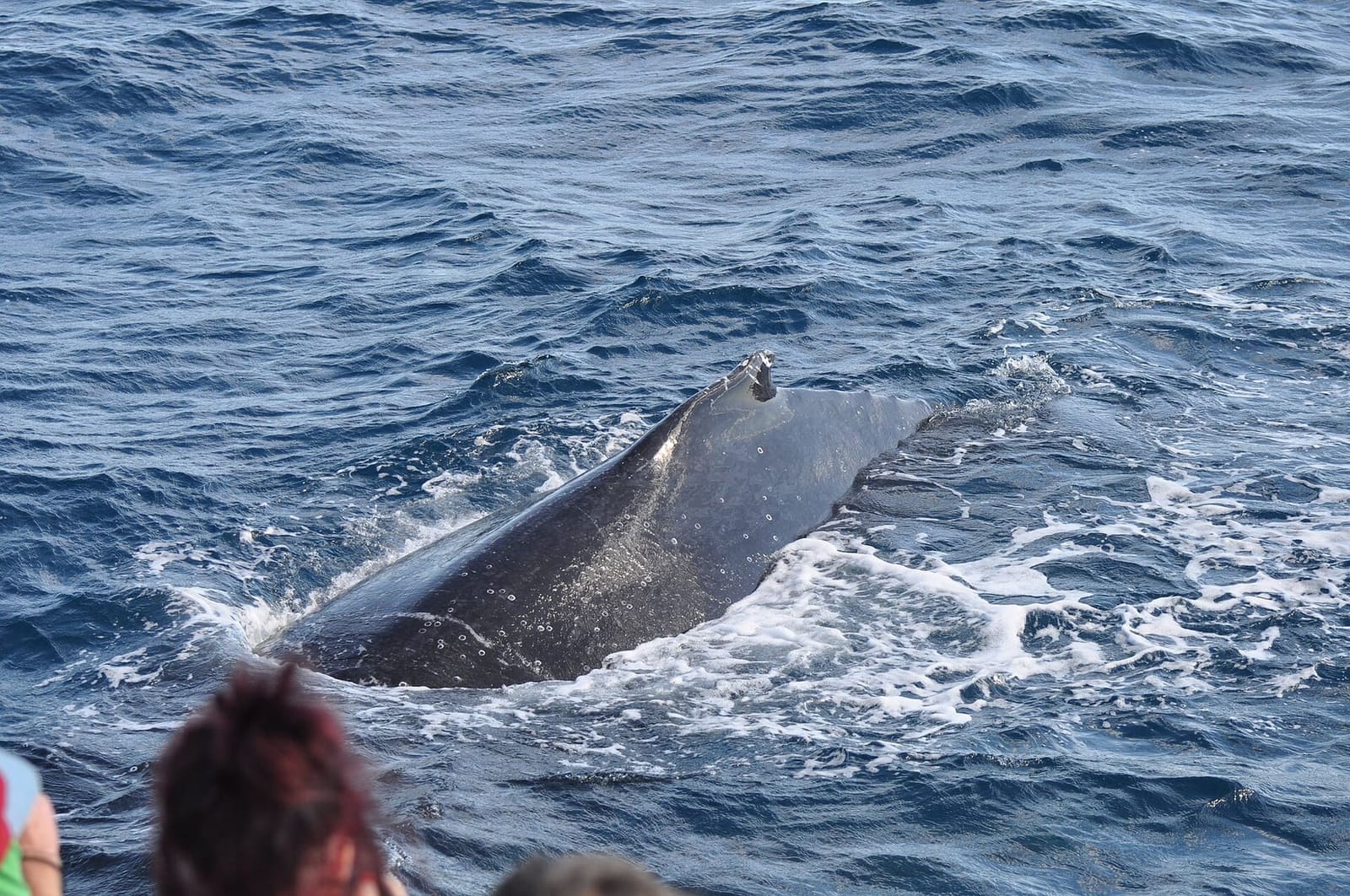 A humpback whale surfacing right beside a boat, a passenger's head in the foreground