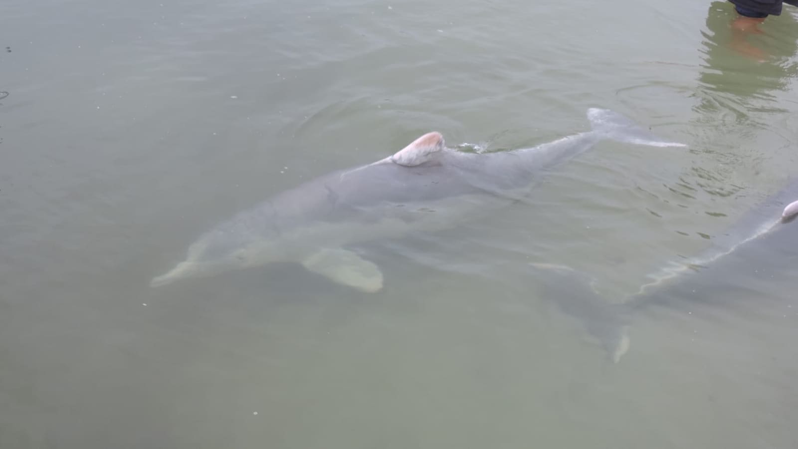Australian humpback dolphins in pale shallow water at Tin Can Bay