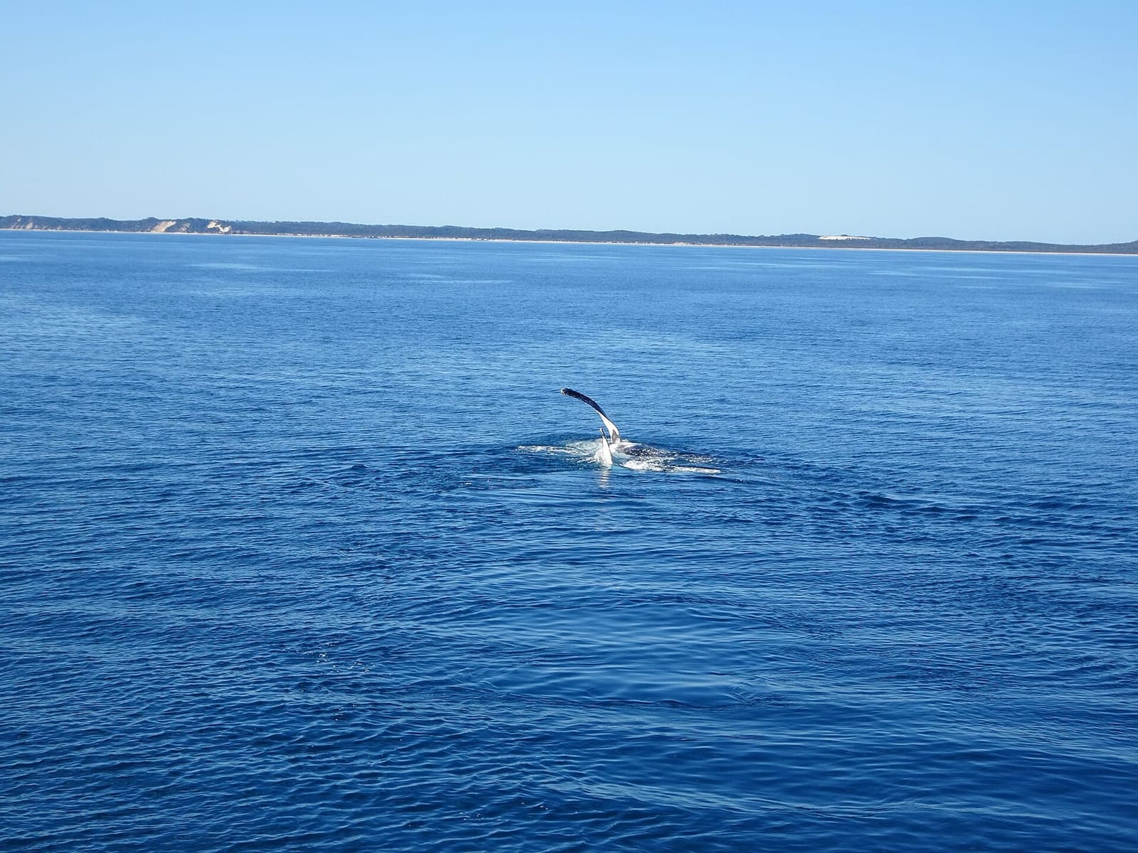 A humpback whale's pectoral flipper raised above calm water, with the low K'gari shoreline behind