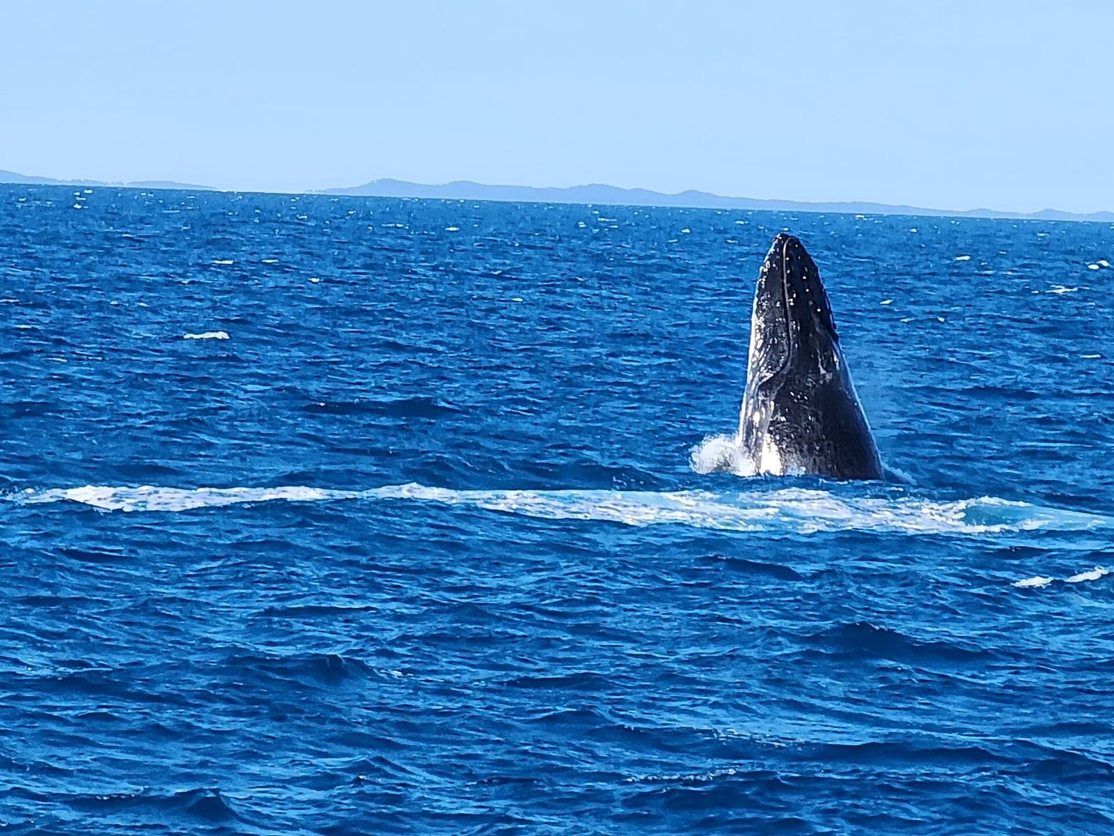 A humpback whale breaching, head and body out of the water, with the K'gari coastline on the horizon