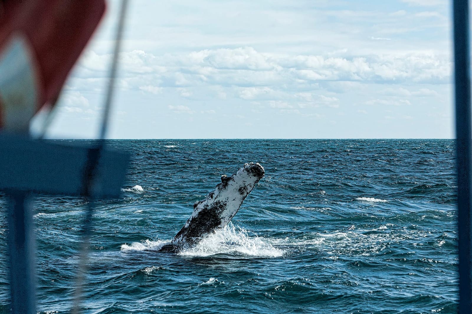 A humpback slapping its pectoral fin, seen past a boat's rail and flag