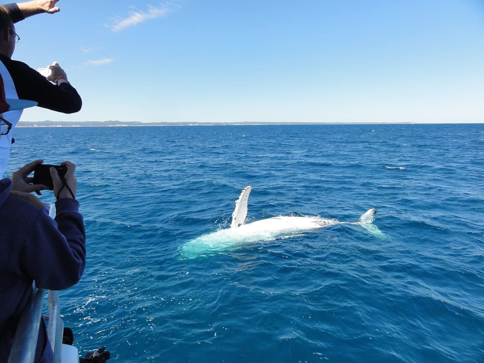 A humpback rolling at the surface, white underside showing, a passenger photographing from the rail