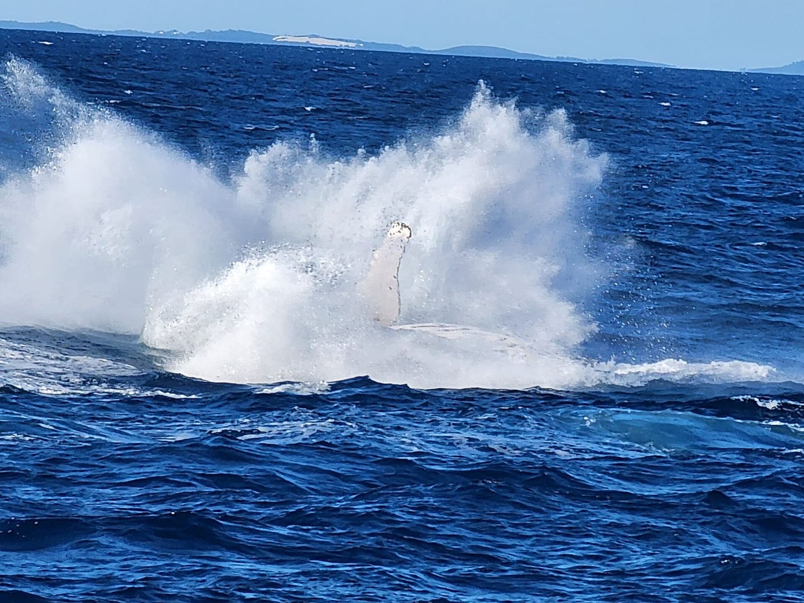 A huge white splash of a humpback landing after a breach in Platypus Bay