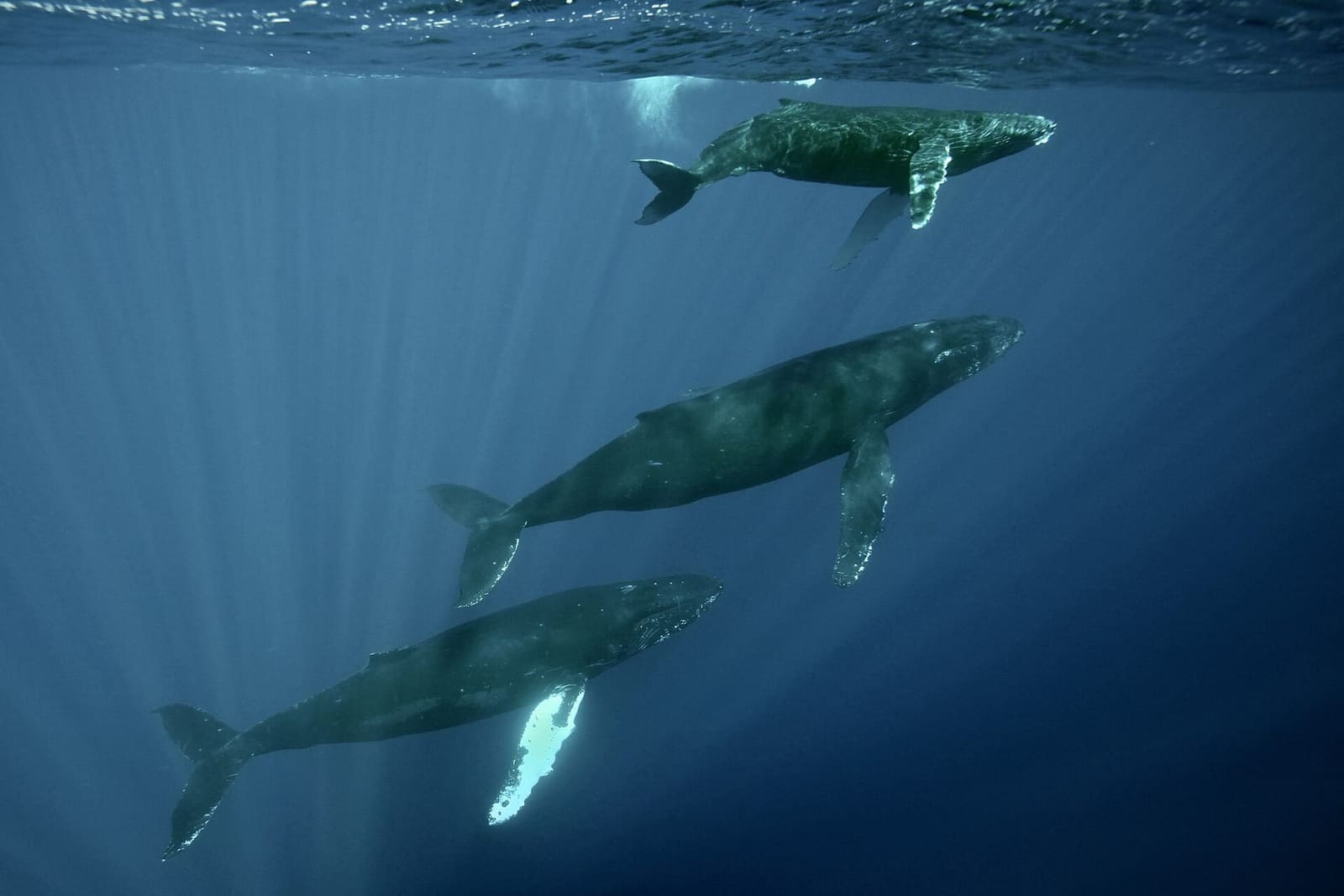 Three humpback whales swimming underwater in blue water