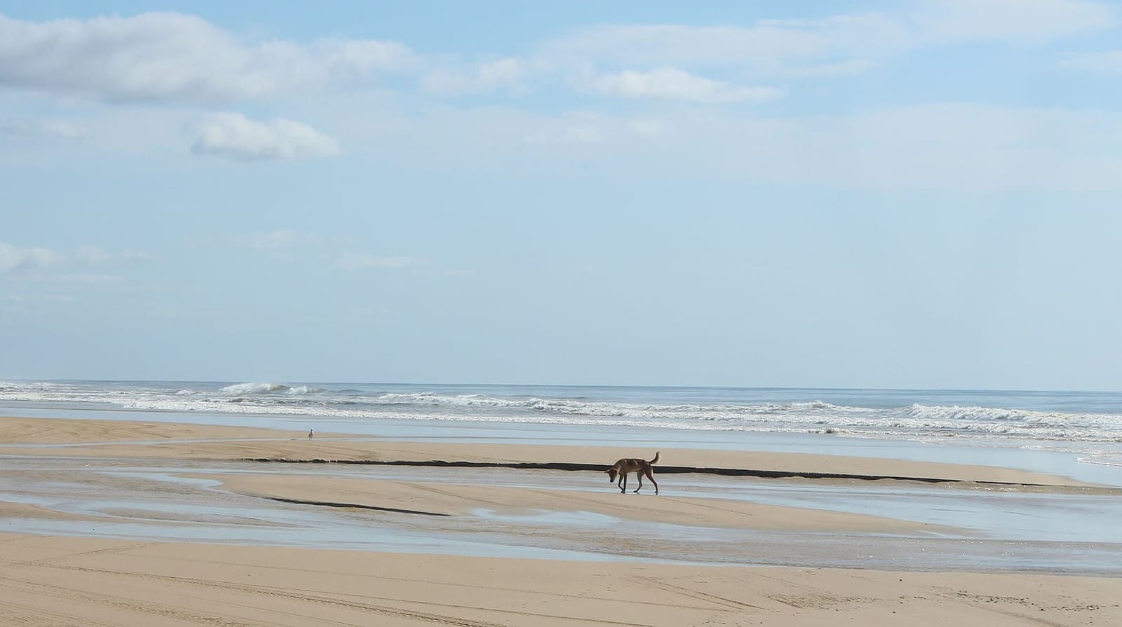 A lone wongari (dingo) walking along a K'gari beach