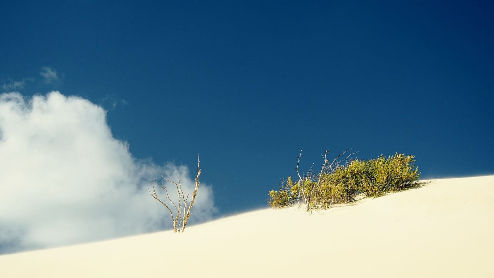 A white sand dune crest with a tuft of grass under blue sky on K'gari