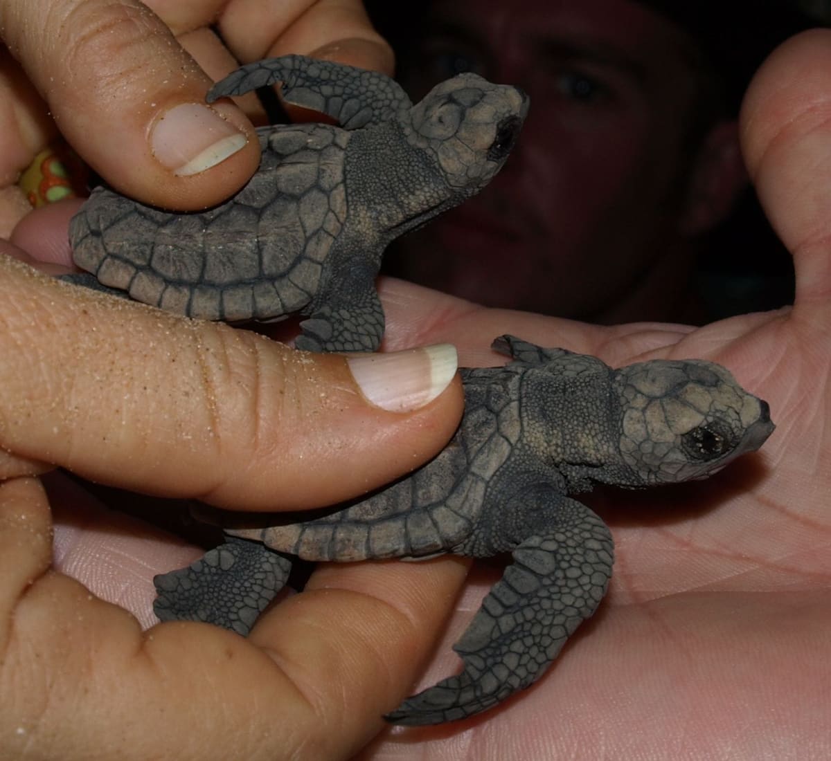 A loggerhead turtle hatchling held in a hand