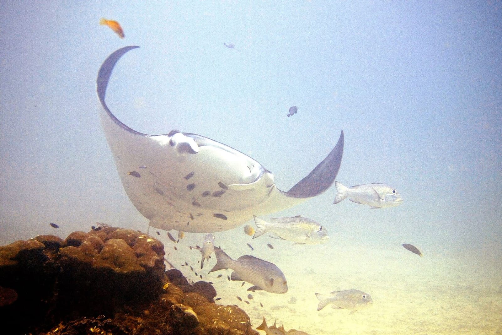 A reef manta ray swimming over coral with small fish (a generic image)