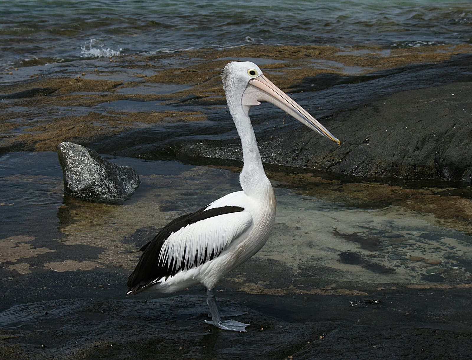 An Australian pelican standing on a rock
