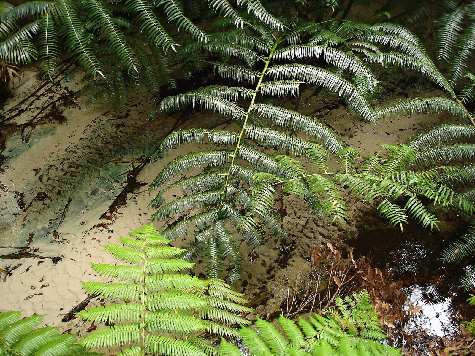 Ferns in the rainforest along Wanggoolba Creek, K'gari