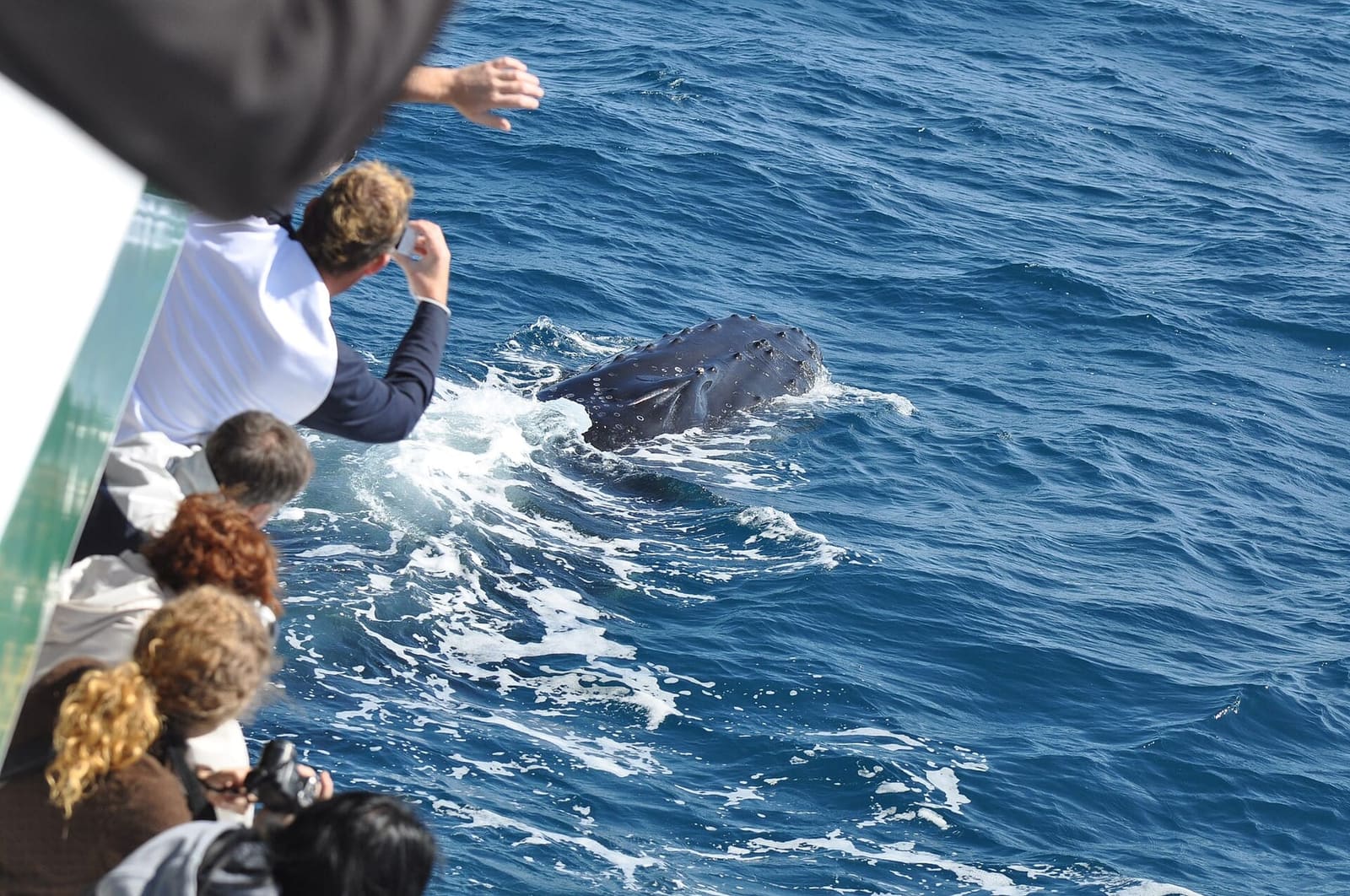 Passengers leaning over a boat rail to watch a humpback alongside